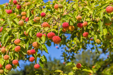 20 HIMALAYAN DOGWOOD / STRAWBERRY Tree Cornus Capitata White & Pink Flower Red Fruit Seeds